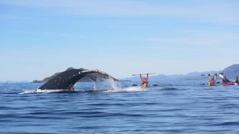 From Punta Arenas: Kayak with Whales - Key Points