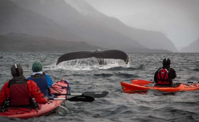 From Punta Arenas: Kayak with Whales - Exploring the Experience