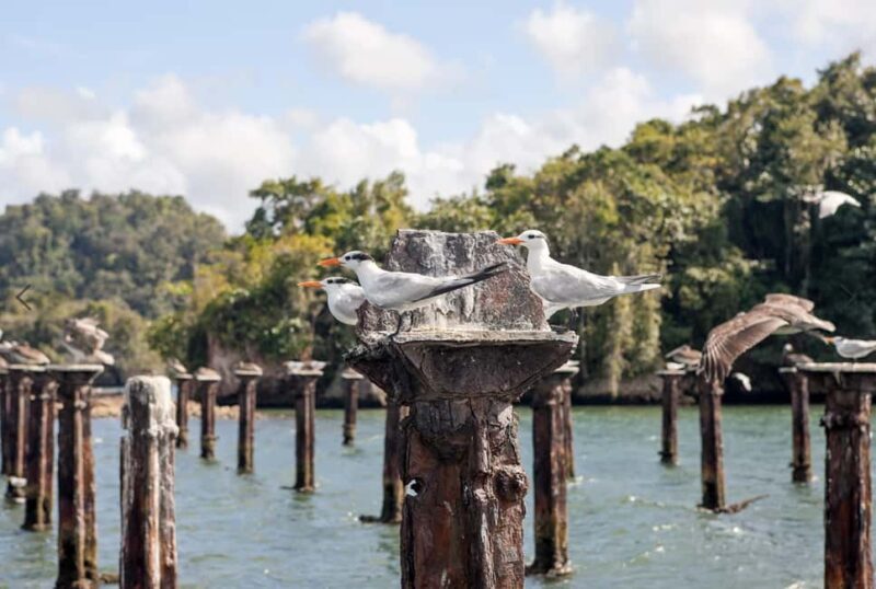 From Punta Cana: Los Haitises Tour: Mangroves, Caves + Round Mountain - What Makes This Tour Stand Out?
