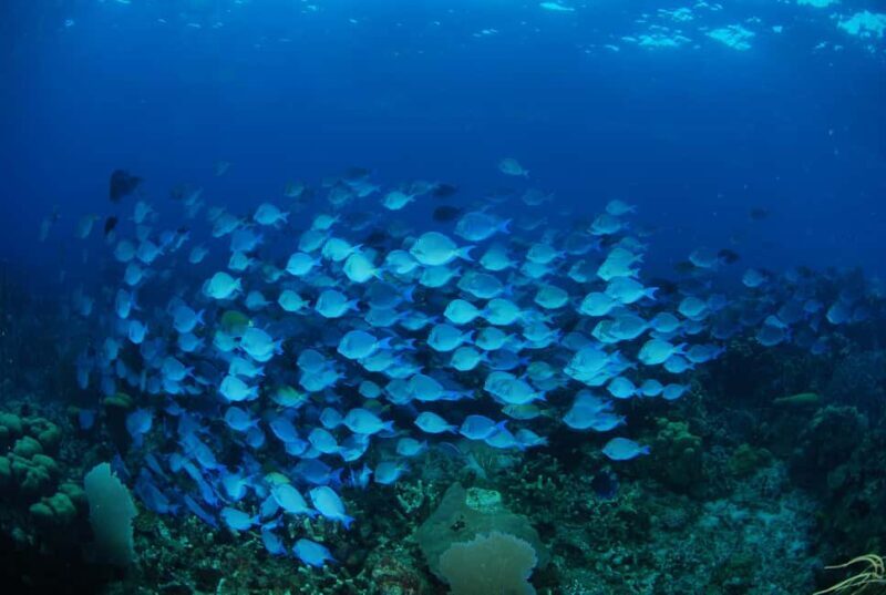 From Punta Cana: Private Catamaran Catalina Island Full-Day - Frequently Asked Questions