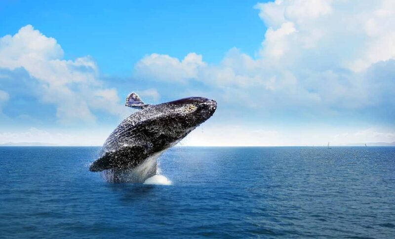 From Punta Cana: Samana Bay Whale-Watching Cruise with Lunch - Starting from Punta Cana: The Convenience of Transfer