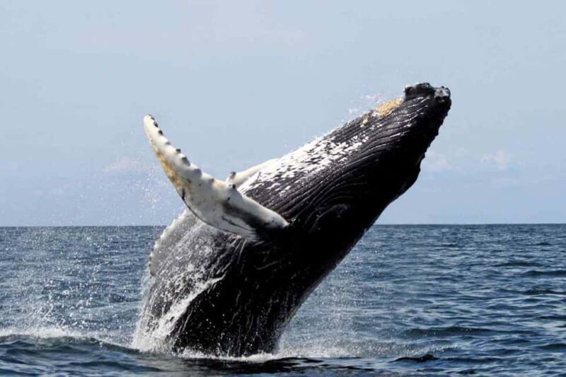 From Punta Cana: Samana Bay Whale-Watching Cruise with Lunch - Additional Activities and Unexpected Surprises