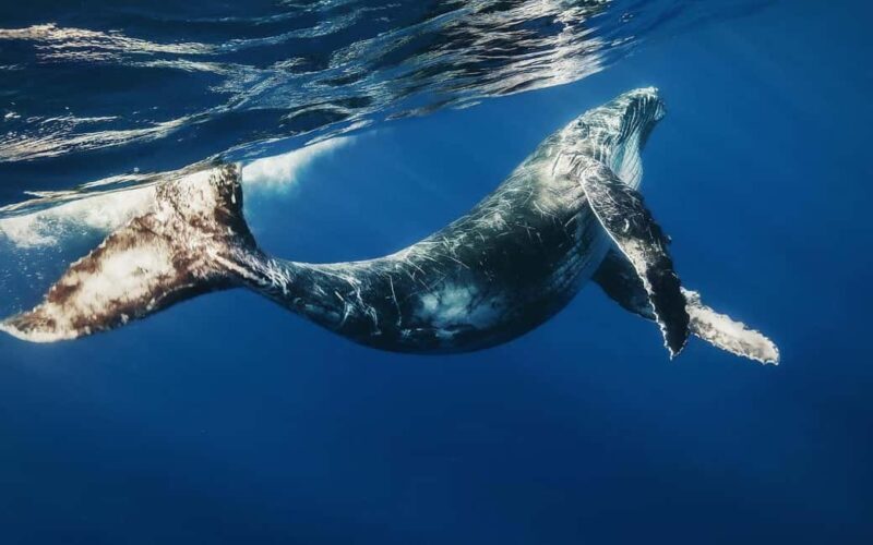 From Punta Cana: Sanctuary Whale Watching Day Trip - Key Points