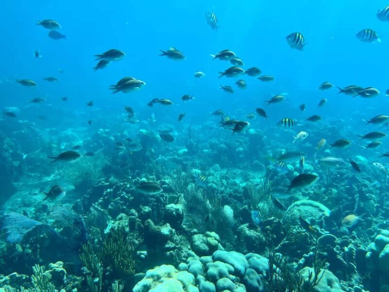 From Punta Cana: Small Group Catalina Island Snorkeling Tour - Detailed Review of the Tour