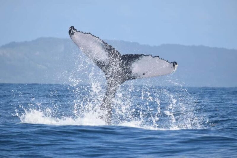 From Punta Cana: Whale Watching and Montana Redonda Tour - Who Will Love This Tour?
