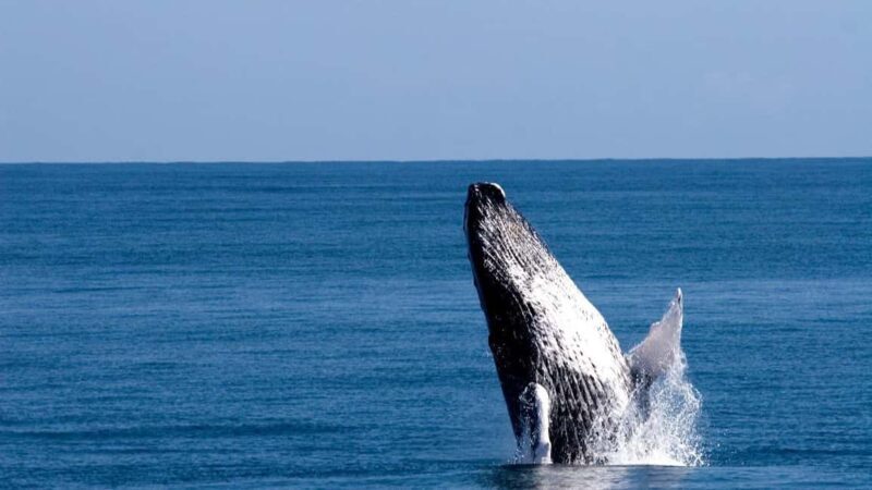 From Punta Canta: Whale Watching Cruise with Cayo Levantado - From Punta Canta: Whale Watching Cruise with Cayo Levantado