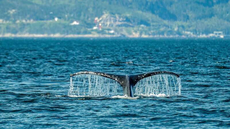 From Quebec City: Whale Watching Excursion Full-Day Trip - From Quebec City: Whale Watching Excursion Full-Day Trip – A Practical and Authentic Adventure