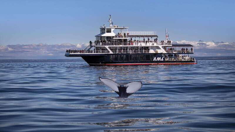 From Quebec City: Whale Watching Excursion Full-Day Trip - What Reviewers Are Saying