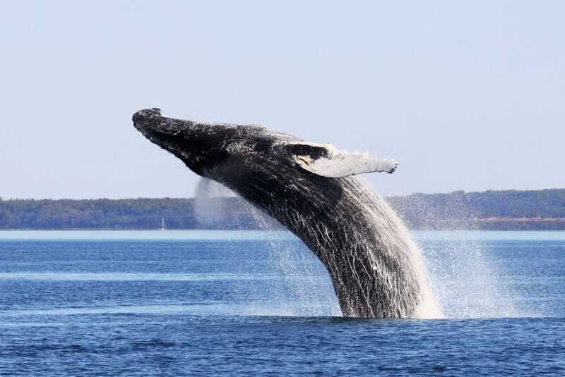 From Quebec City: Whale Watching Excursion Full-Day Trip - FAQ