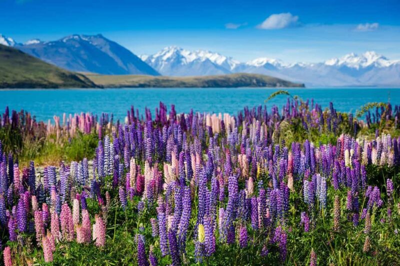 From Queenstown: Half-Day Guided Tour to Mount Cook - Who Will Love This Tour?