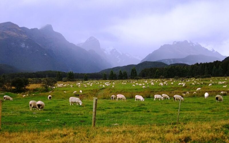 From Queenstown: Lord Of The Rings Tour to Glenorchy - From Queenstown: Lord Of The Rings Tour to Glenorchy