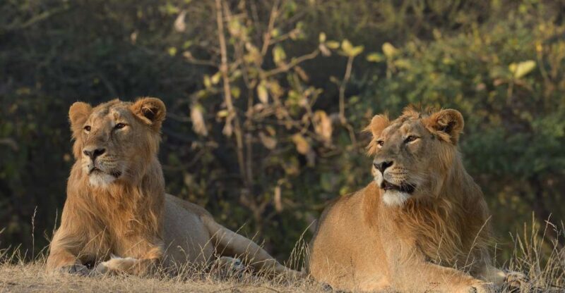 From Rajkot: Gir Somnath Weekend Tour - The Sum Up