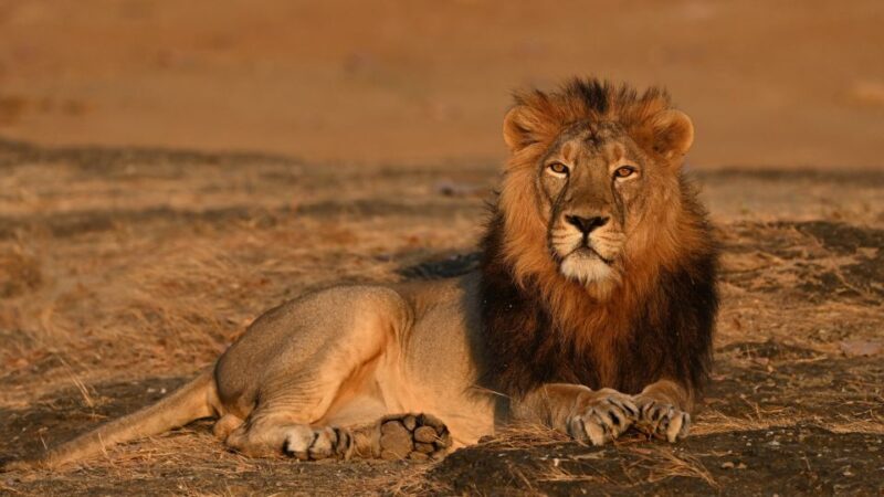 From Rajkot: Gir Somnath Weekend Tour - FAQ
