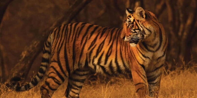 From: Ranthambore: Guided Tiger Safari in Canter - An Honest Look at the Ranthambore Safari Experience