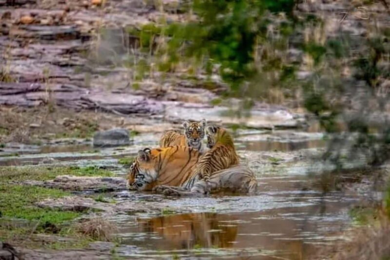 From: Ranthambore: Guided Tiger Safari in Canter - Why This Tour Offers Good Value