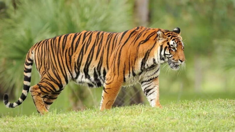From: Ranthambore: Guided Tiger Safari in Canter - Frequently Asked Questions (FAQs)