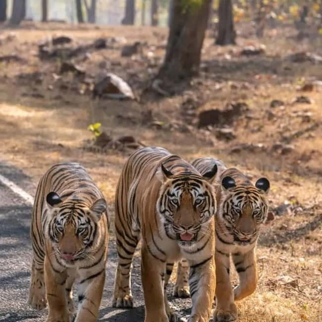 From Ranthambore: Official Tiger Safari in Canter With Guide - Key Points