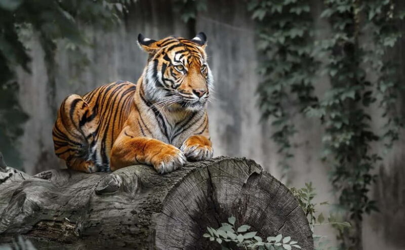 From Ranthambore: Official Tiger Safari in Canter With Guide - Who Is This Tour Best For?