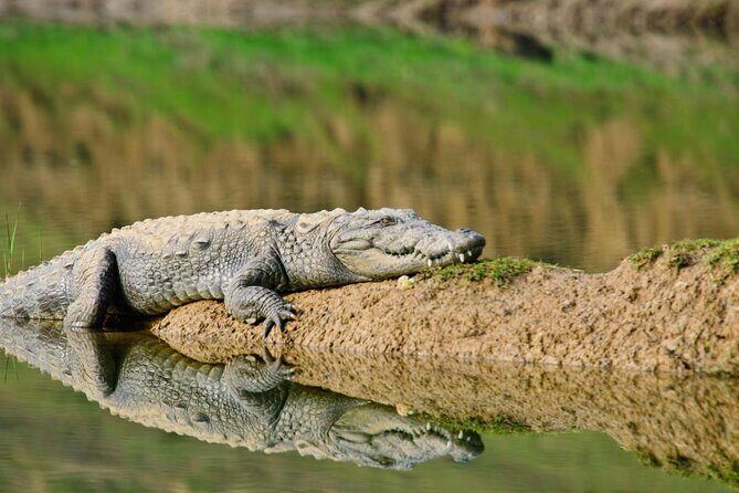 From Ranthambore:National Chambal Alligator Private Trip All Incl - Discover the Chambal River Alligator Safari from Sawai Madhopur