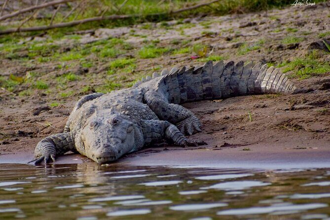 From Ranthambore:National Chambal Alligator Private Trip All Incl - FAQ