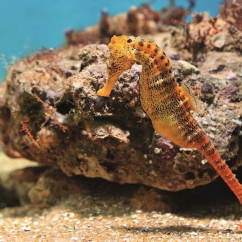 From Recife : Tour for Porto de Galinhas - From Recife: Tour for Porto de Galinhas