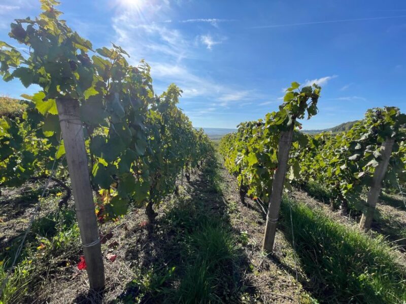 From Reims/Epernay: Champagne half-day tour (small group) - Key Points