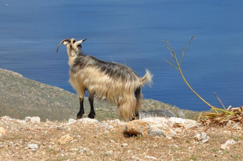 From Rethymno: Agios Nikolaos and Spinaloga Tour - Transportation, Pricing, and Overall Value