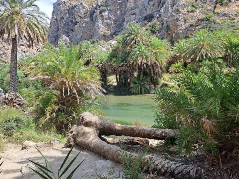 From Rethymno: Kourtaliotiko, Preveli Palm Beach, & Damnoni - Who Will Love This Tour?