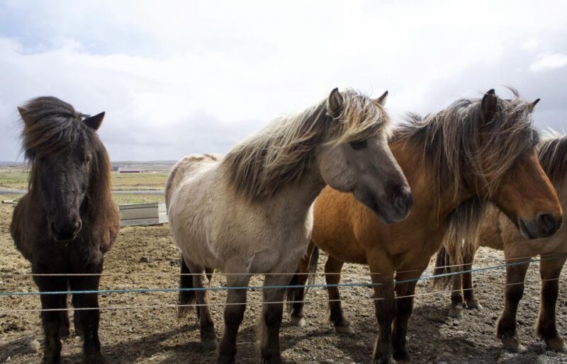 From Reykjavik: 6-Day Icelandic Ring Road Tour - The Sum Up