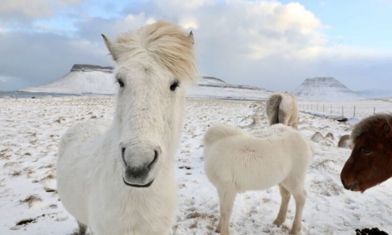 From Reykjavík: Full-day Golden Circle & Horse Riding Tour - An In-Depth Look at the Experience
