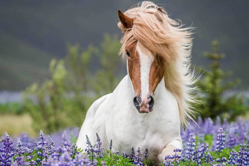From Reykjavik: Full-Day Horse Riding & Golden Circle Tour - FAQ