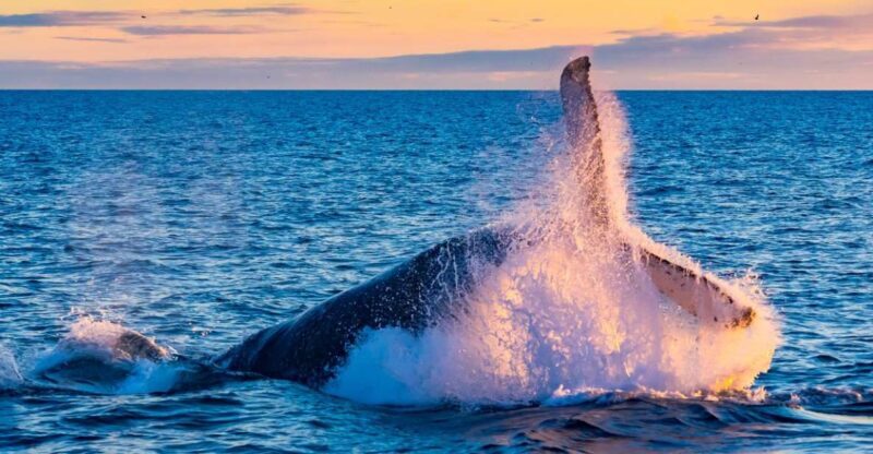 From Reykjavik: Full Day Whale Watching & Golden Circle Tour - From Reykjavik: Full Day Whale Watching & Golden Circle Tour — A Balanced Look