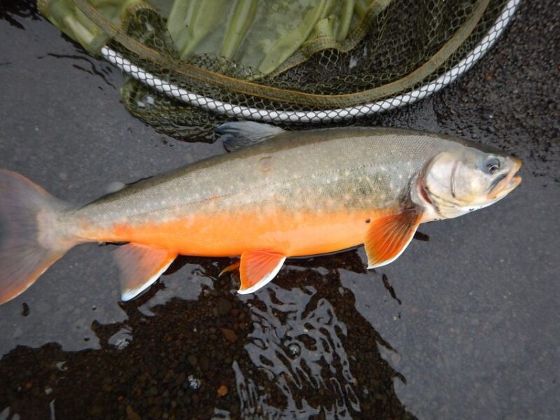 From Reykjavik: Lake and River Fishing Tour - The Sum Up: Why This Tour Offers Real Value