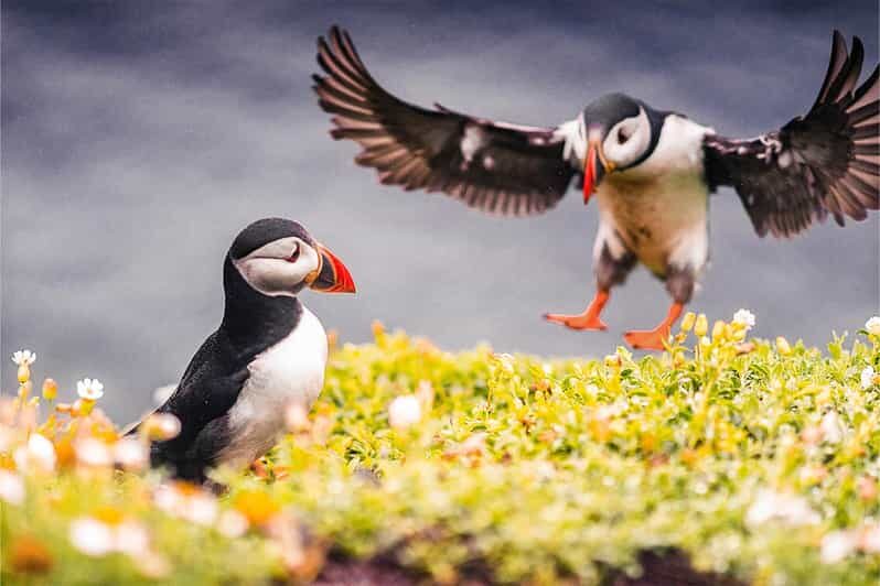 From Reykjavik: Puffin and Volcano Tour in Westman Islands - From Reykjavik: Puffin and Volcano Tour in Westman Islands