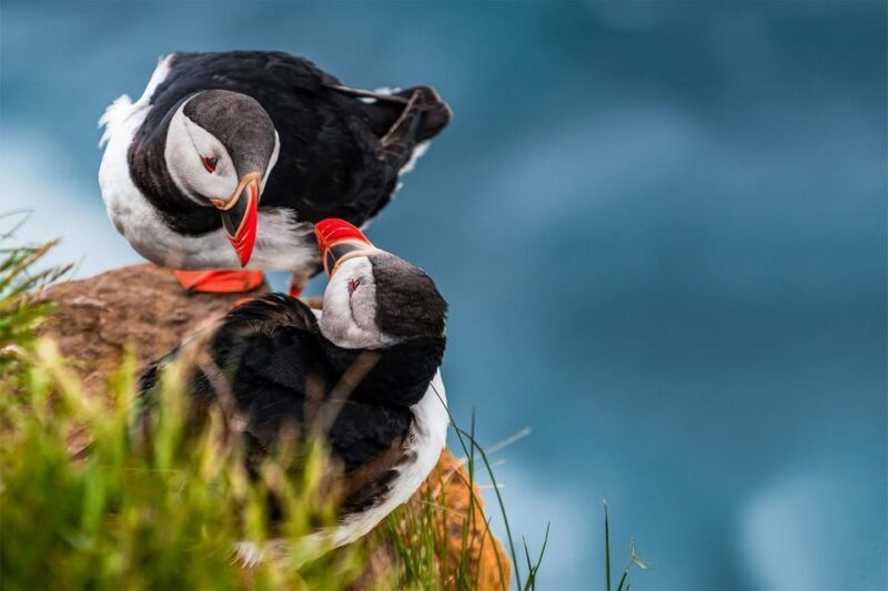 From Reykjavik: Puffin and Volcano Tour in Westman Islands - FAQ