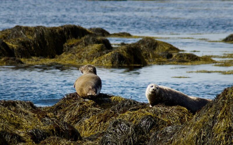 From Reykjavik: Snaefellsnes - Small Group, Lunch Included - Key Points