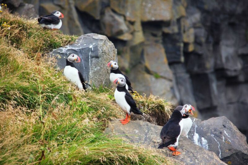From Reykjavik: South Coast Small-Group Tour - FAQ