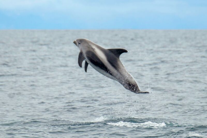 From Reykjavik: Whale Watching Tour by Speedboat - From Reykjavik: Whale Watching Tour by Speedboat — A Close Encounter with Iceland’s Coastal Wildlife