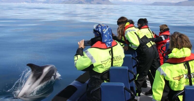 From Reykjavik: Whale Watching Tour by Speedboat - An In-Depth Look at the Reykjavik Speedboat Whale Watching Tour