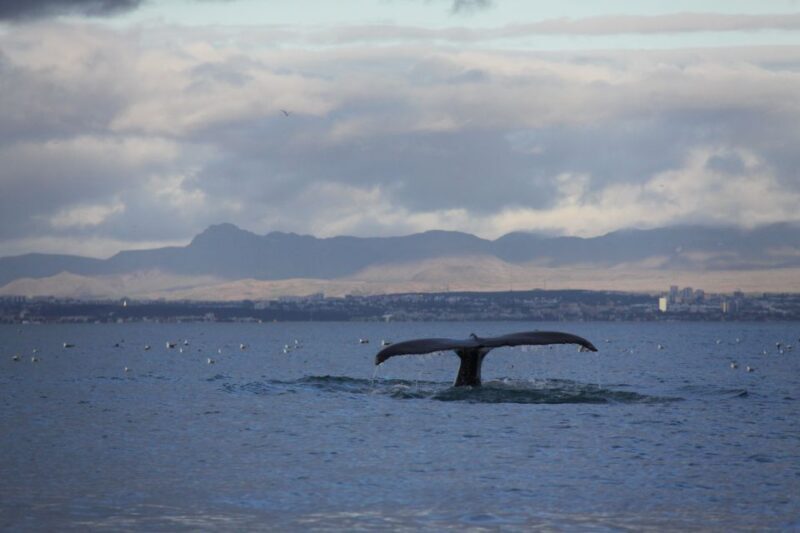 From Reykjavik: Whale Watching Tour by Speedboat - FAQ