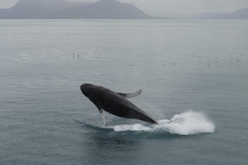 From Reykjavik: Whale Watching Tour - The Experience in Detail