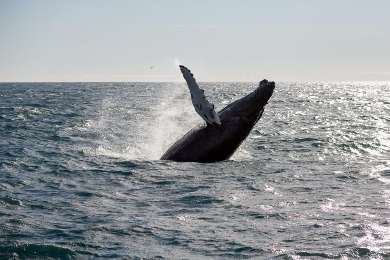 From Reykjavik: Whale Watching Tour - Frequently Asked Questions