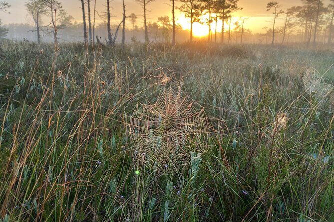 From Riga: Kemeri Bog Boardwalk and Jurmala Seaside - FAQ