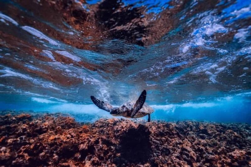 From Rio de Janeiro: 5-Day Bahia and Abrolhos Islands Tour - Practical Details and Tips