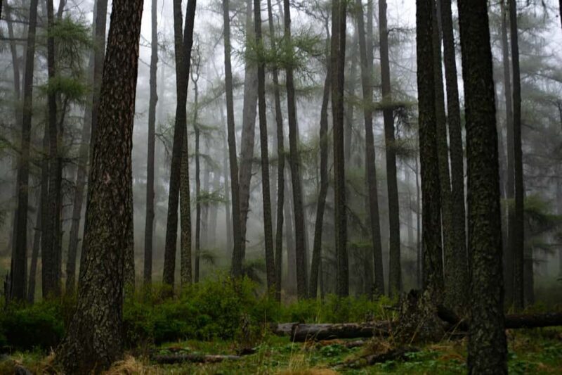 From Rishikesh: Day trek to Shivas Abode in Mystic Himalaya - Practical Tips for Making the Most of Your Trek