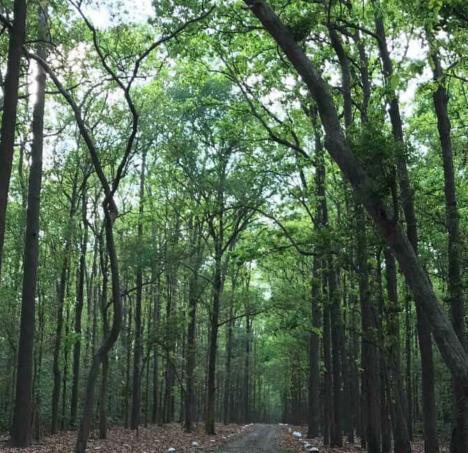 From Rishikesh: Rajaji National Park Half-Day Tour - Key Points