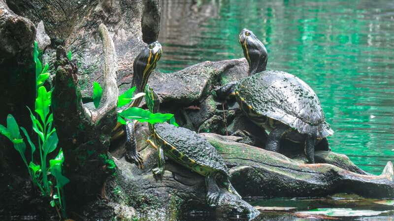 From Riviera Maya: 3 Cenotes Adventure Tour with Lunch - The Experience: A Deep Dive into the Tour Itself