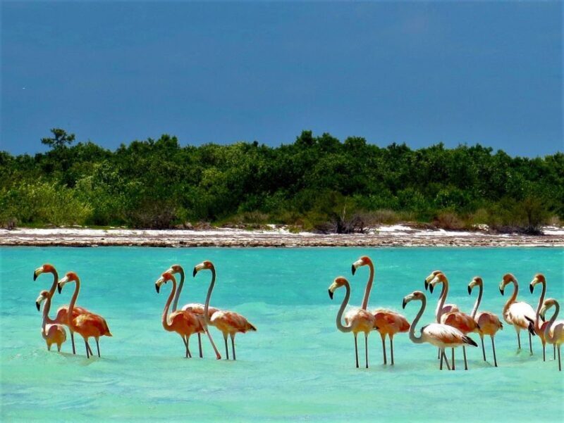 From Riviera Maya: Holbox Full-Day Tour with Lunch - The Practical Side: Value and Considerations