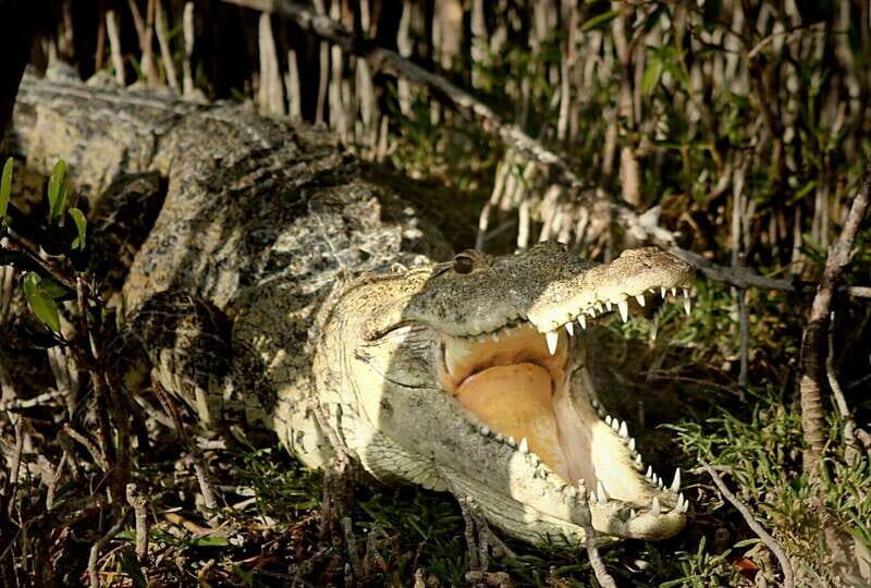 From Riviera Maya: Sian Ka'an Half Day Tour w/ Lunch - Discovering Sian Kaan: A Natural Treasure