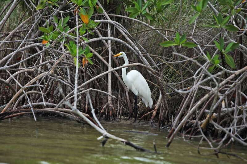 From Riviera Maya: Sian Ka'an Half Day Tour w/ Lunch - Authentic Experiences and Value